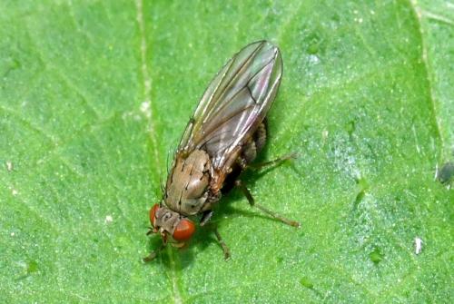 Réf. 205 887 : Notiphila sp.